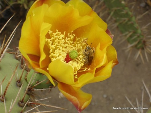 Anza Borrego Desert Flower